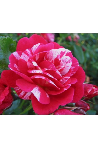 Роза розовая Twist